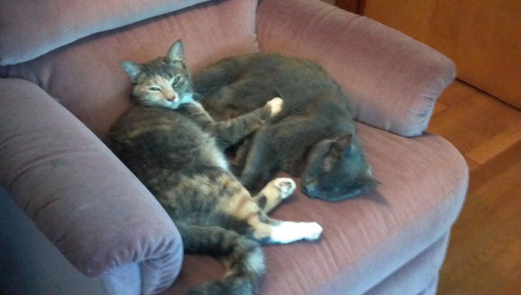 Squirt and Smokey enjoying a nap together
