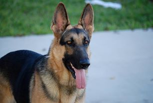 This is Alex, He is 5 years old and is a pure bree