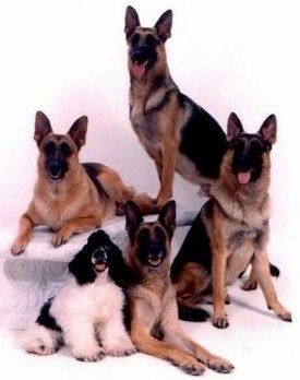 My original Pack