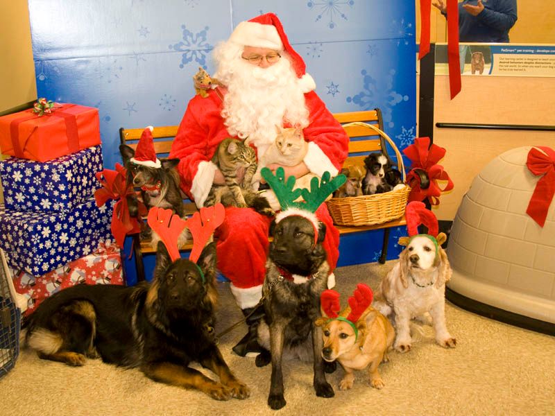 There's 5 adult dogs, 3 puppies and 2 cats ... plu