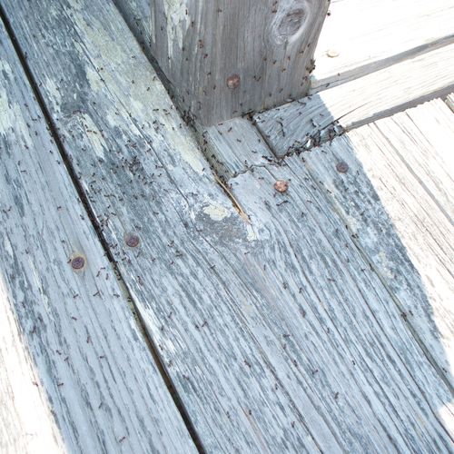 Ant infestation of deck