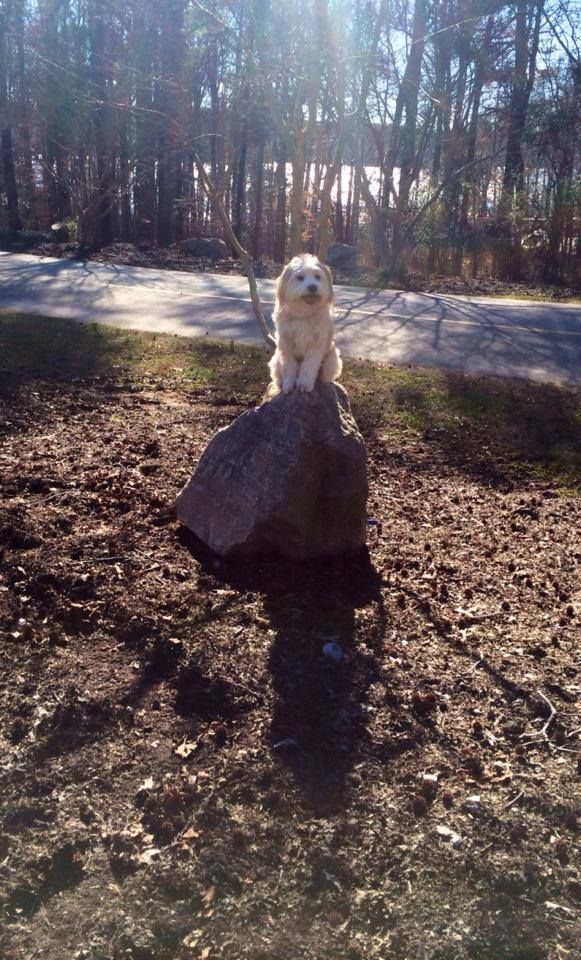 Chase Showing Off his Place Command