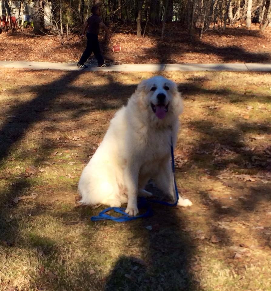 Great Pyr after his first lesson, showing off a st