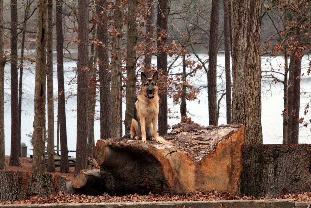 Axel Showing Off His Place Command