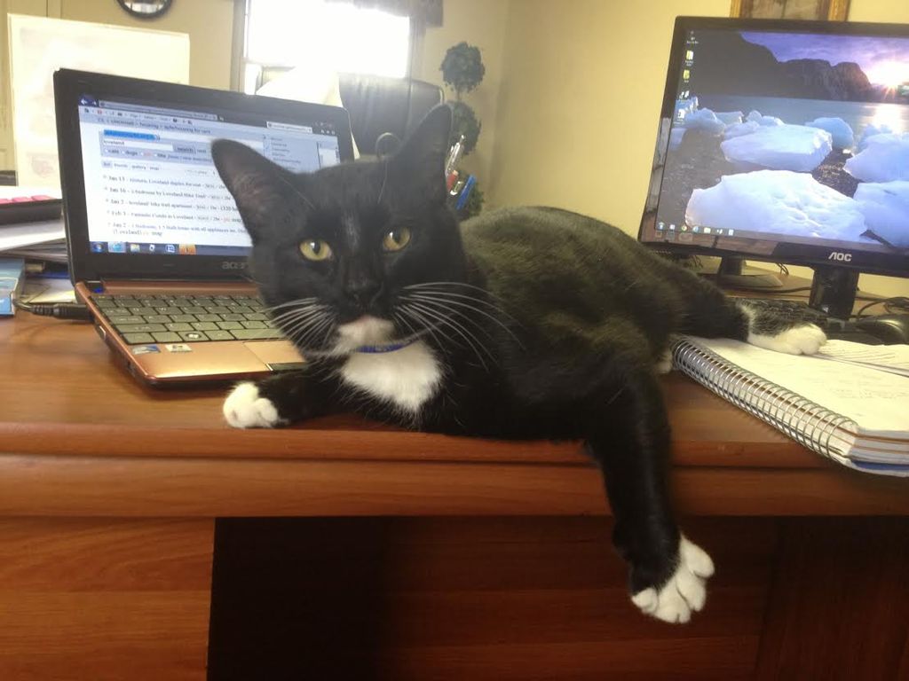 Boots our new office assistant!