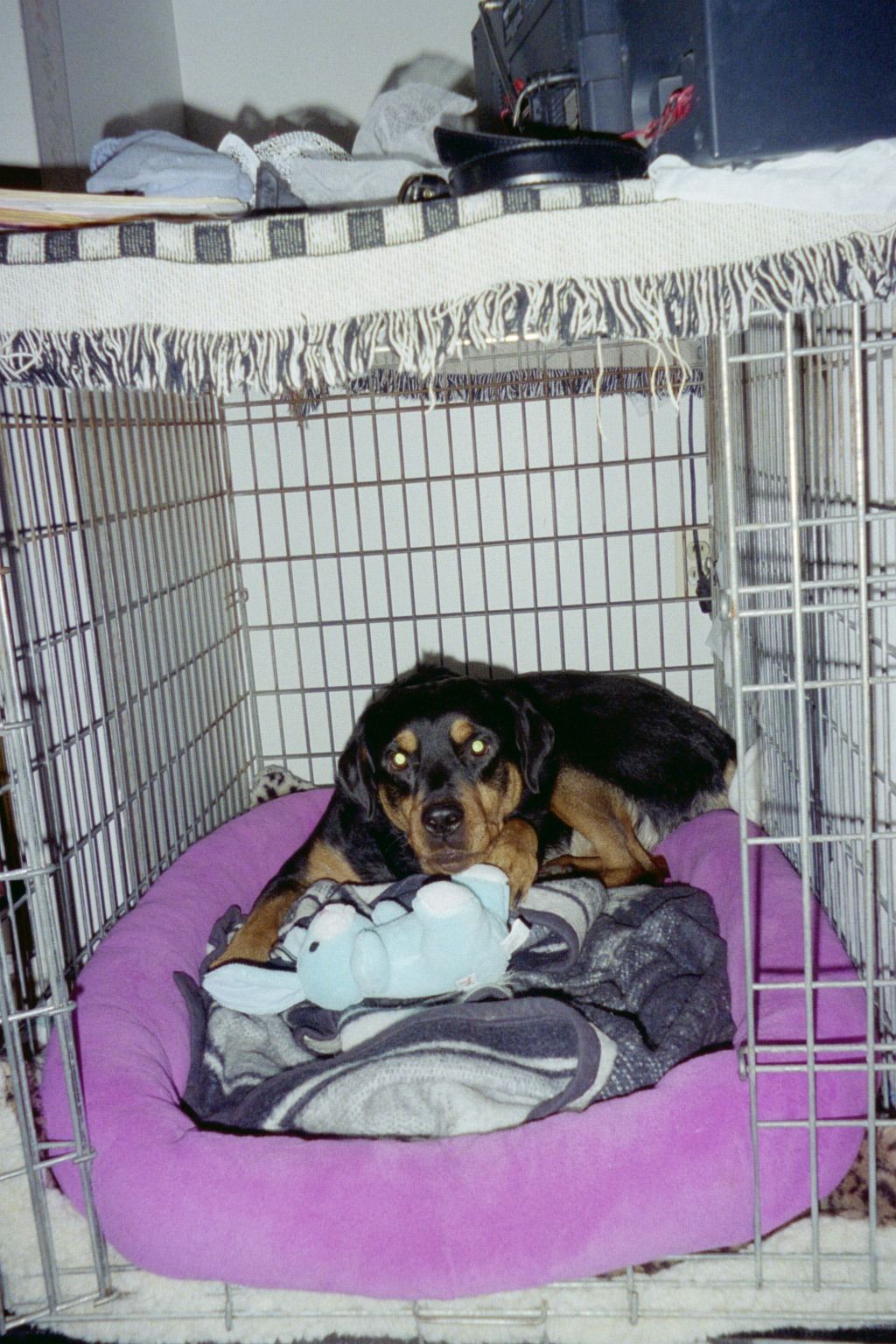 Ricki resting in a crate