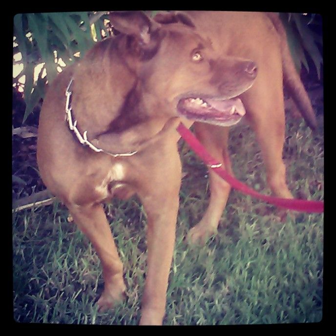 Redd enjoying a walk in the park.
