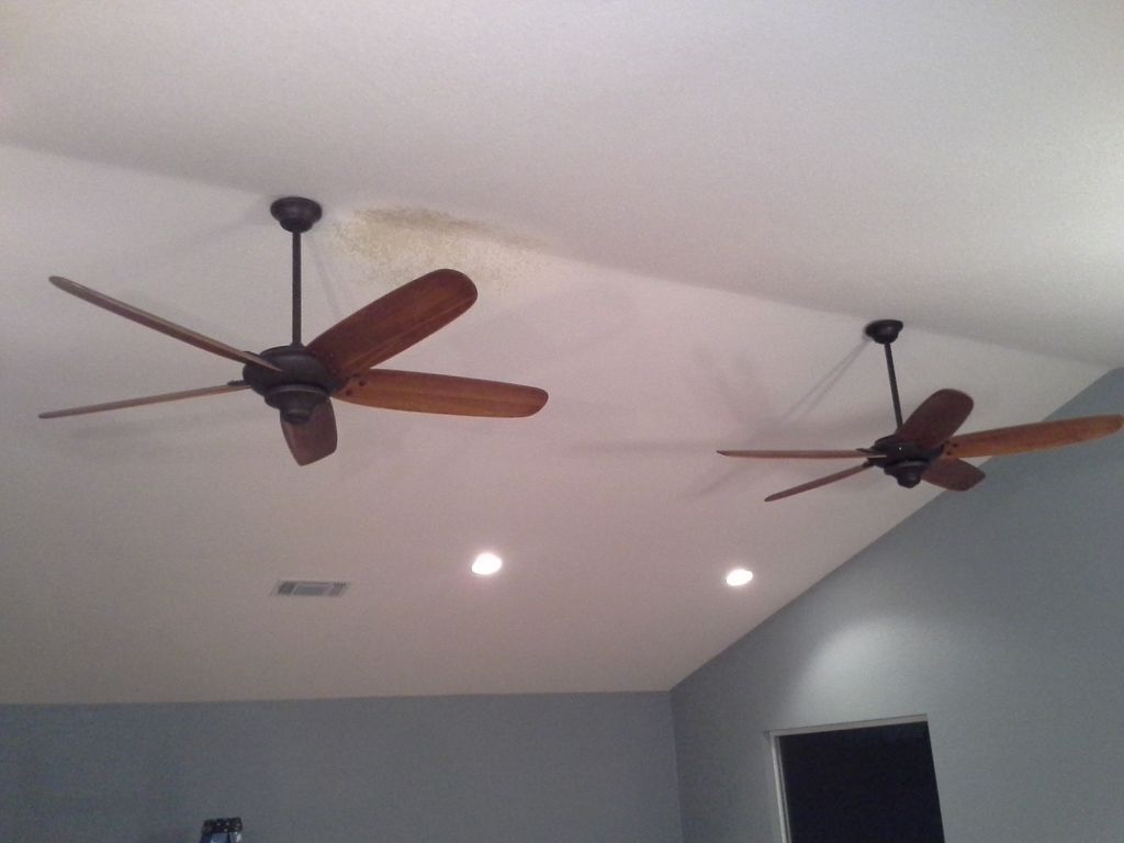 New fans