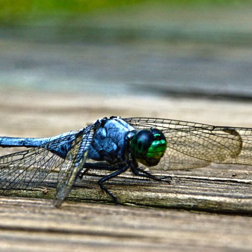 Boardwalk Dragonfly Conestee Nature Preserve