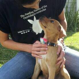 Lab/Boxer Rescue pup. He was such a pleasure to me
