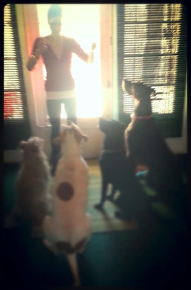 Dog sitting/training 5 dogs (one had scampered off
