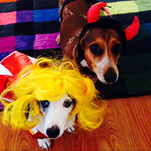 My dogs, PeeWee and Tucker on Halloween