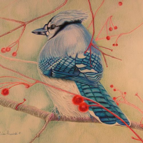 Colored pencil wildlife drawings