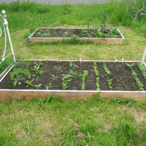 Raised bed for growing diverse salad greens is alw