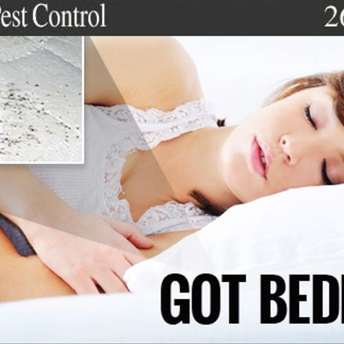 Bed Bugs Treatment Philadelphia