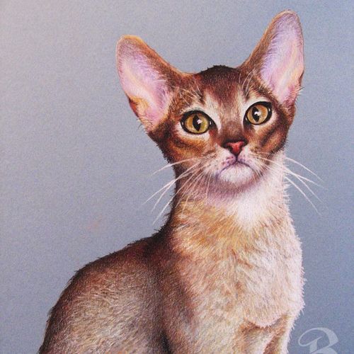 Colored Pencil Cat Portrait