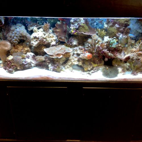 100g mixed reef