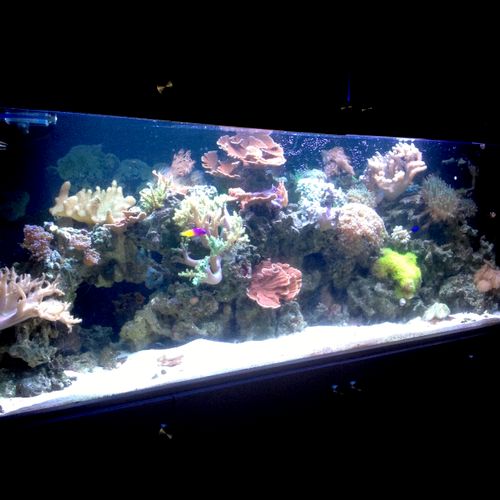 125g mixed reef built in the wall.