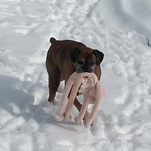 Dirty playing with his babies outside in the snow.