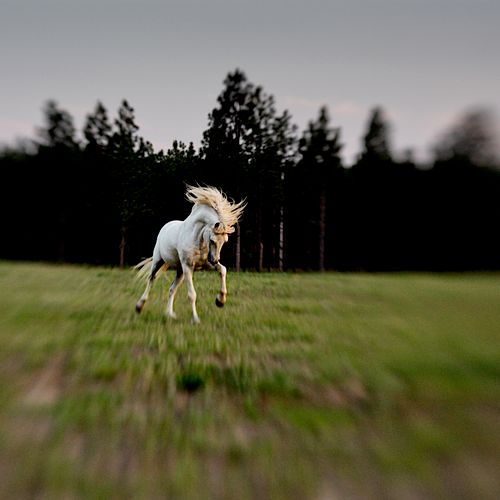 Equine photography