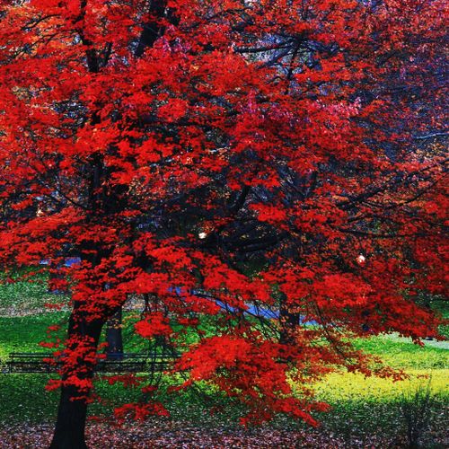 Autumn in Central Park
Photo by Alex Lipowec