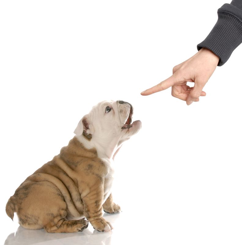 Puppy Behavior until 8 Months Old...