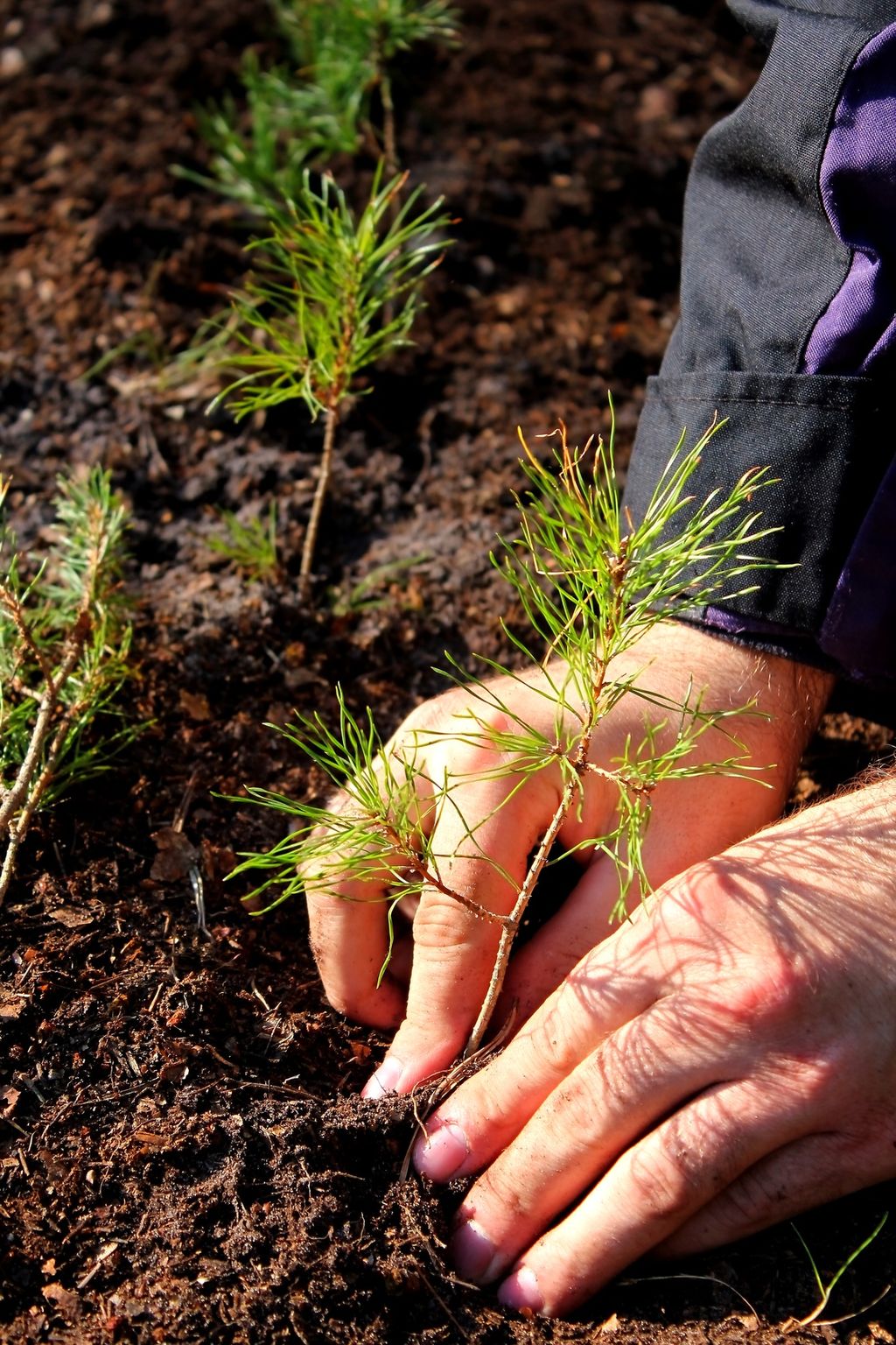 New Tree Installation & Management