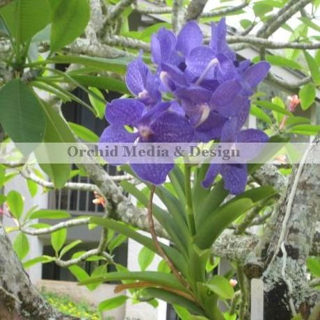 Orchid Media & Design