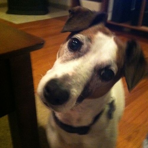 Jack Russel Terrier Rutherford is a happy canine a