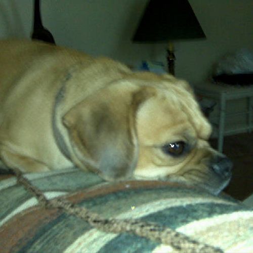 Suki is a Puggle and is losing weight going on reg