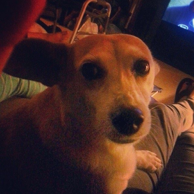 My dog Shylow