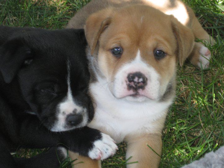 Get a "great start" with early puppy training!