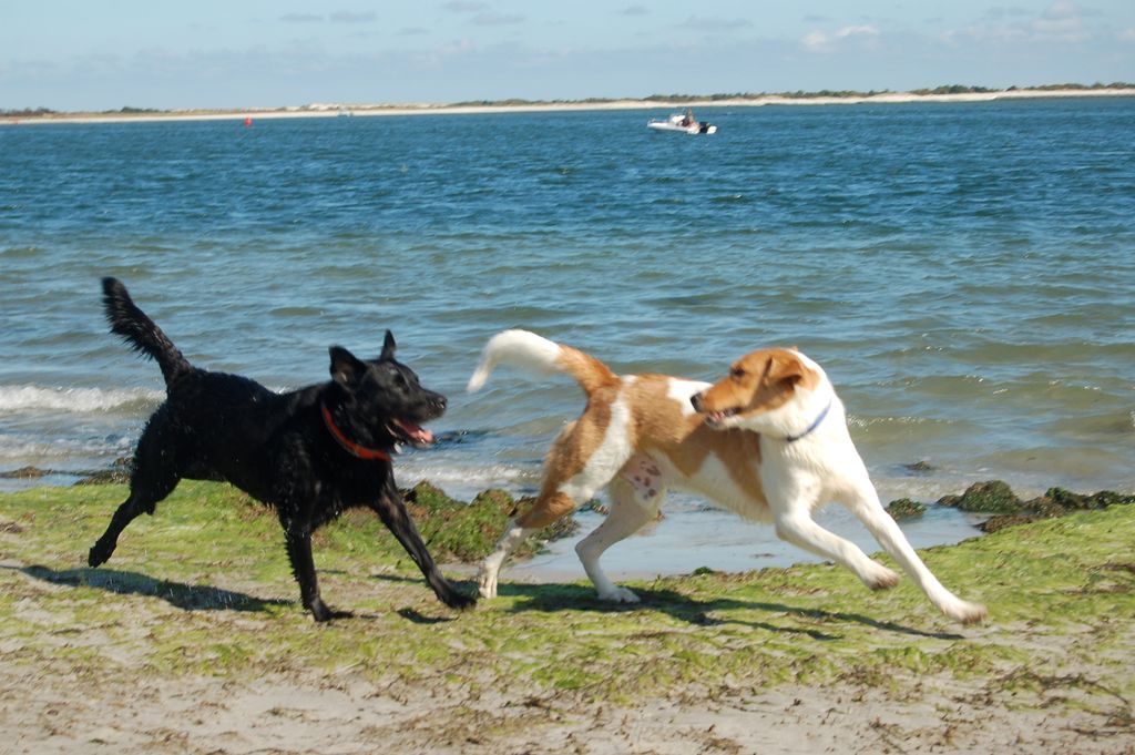 Creating happy dogs who enjoy life!