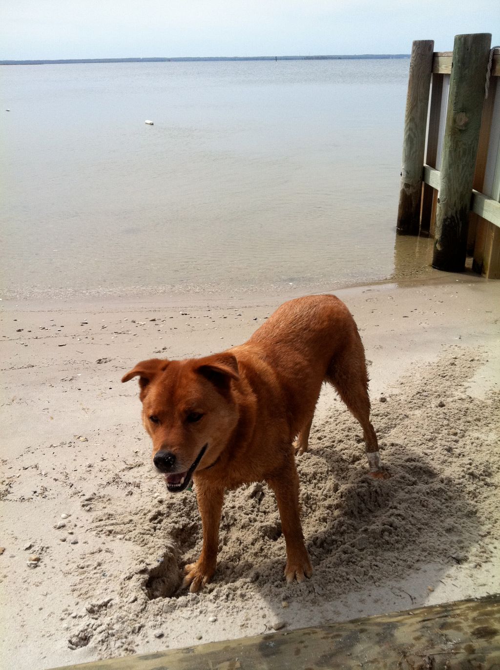 Teaching older dogs just takes a bit more time, bu