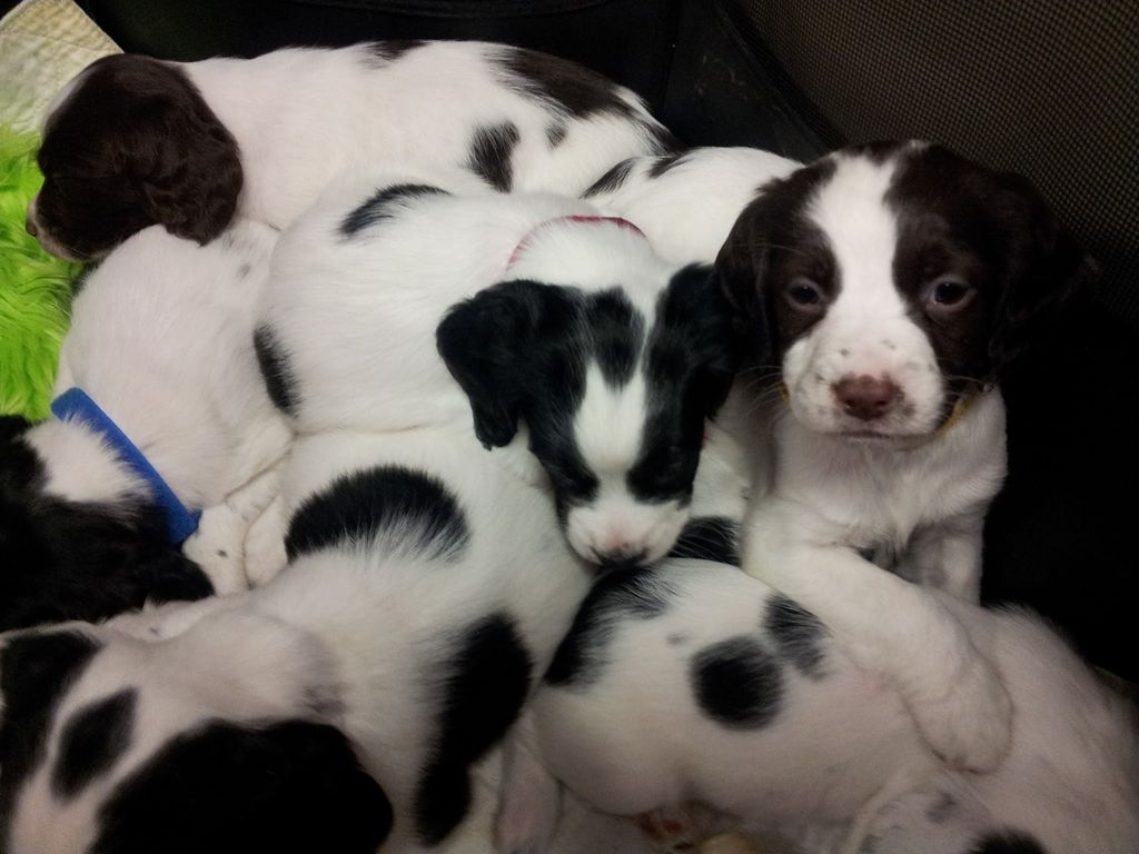 Puppy and adult dog evaluations, for before and af