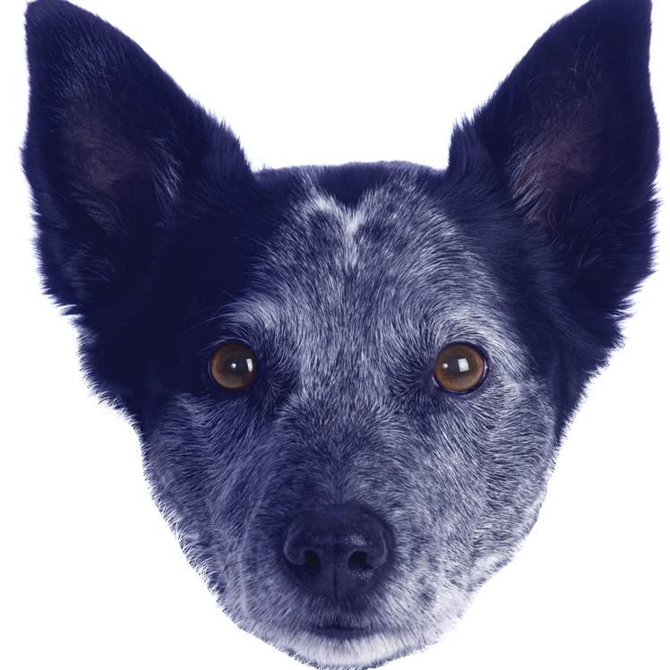 Blue Dog Imaging
