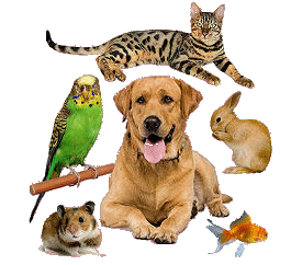 Pet Sitting Services