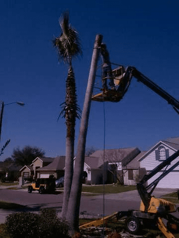 trimming and safely removing dead palm tree
