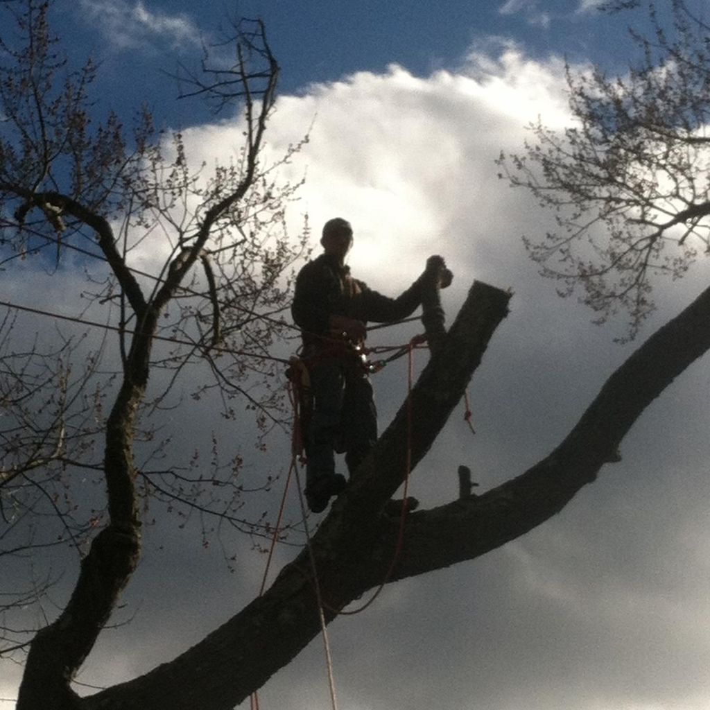 WMN Tree Removal