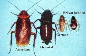 The cockroach can be carriers of various diseases 