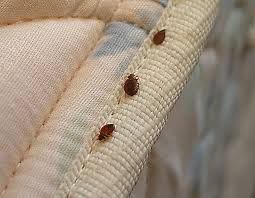 Bed bugs are an annoyance and feed on blood. They 