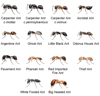 Ant control can be difficult, but there are some t