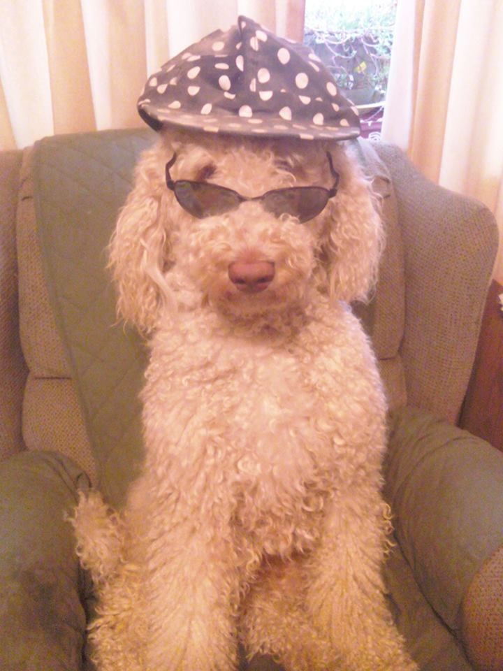 Riley 'waited' for me to remove the hat and glasse