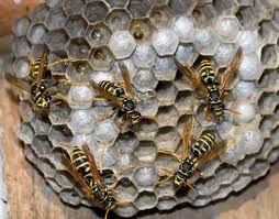 Paper Wasp Nest