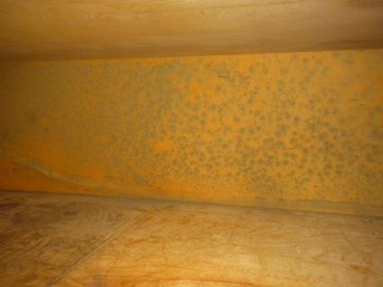 Mold inside of kitchen cabinet
MPI