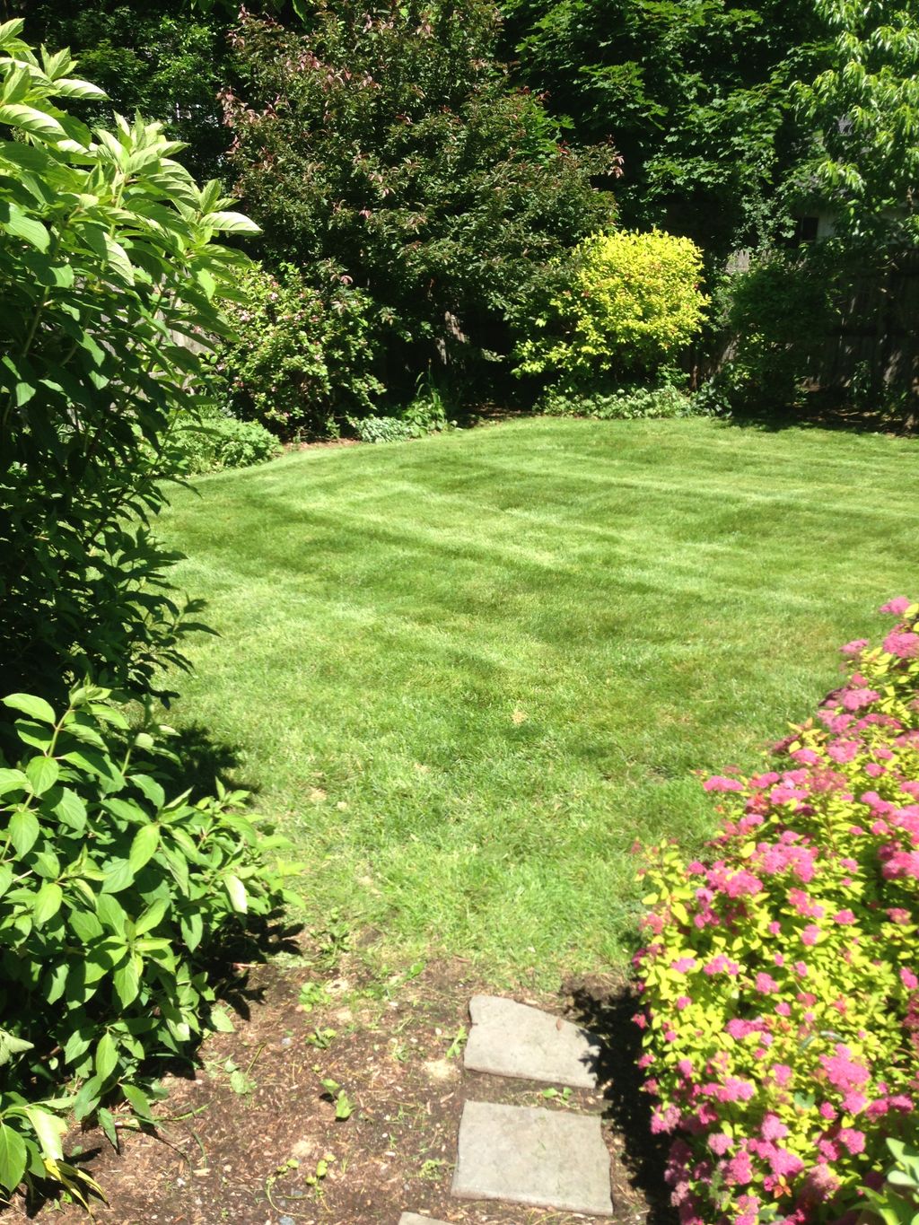 Natick MA, Lawn and shrubs.