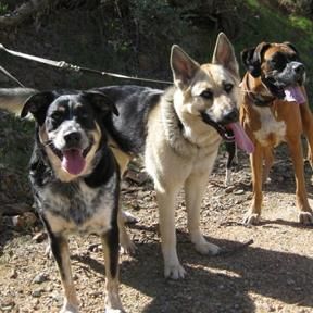 Island Park Dog Walking