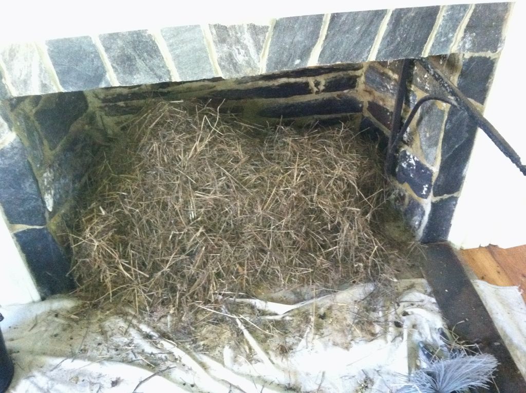 No animal found but WOW what a Nest!