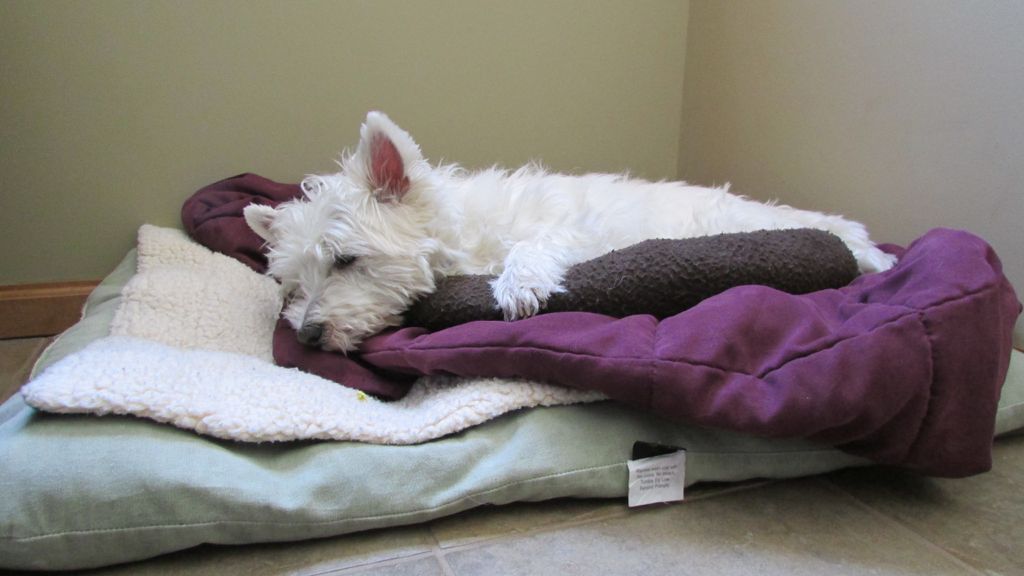 One of my customers family members,I love animals