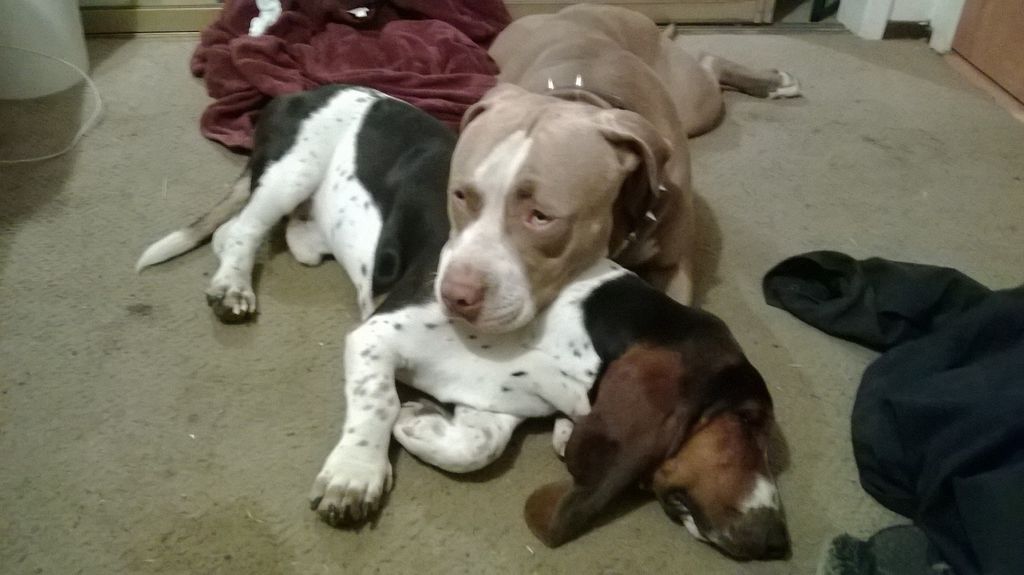 The two dogs I sometimes look after.